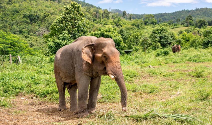 Wild Park Safari Home Stay Udawalawe Exterior photo